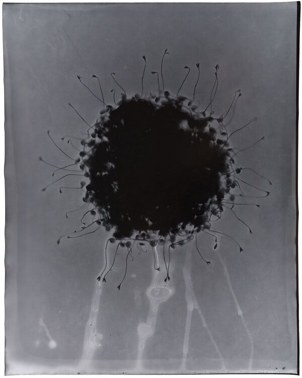 Growing Planet, 2015, 20 x 16 ins.