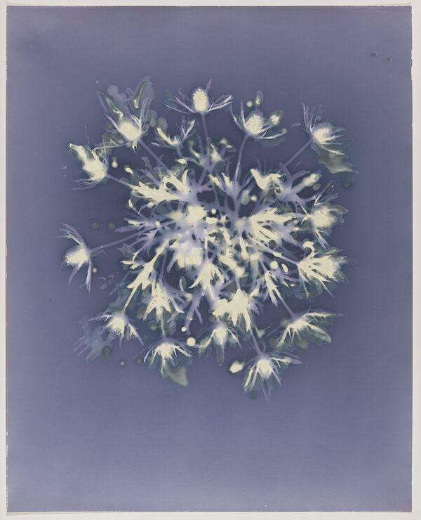 Thistle, 2018, 20 x 16 ins.