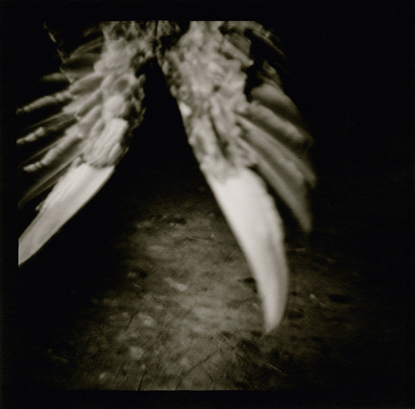 Diana #26, New Hampshire, 1995